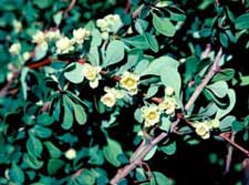 Picture closeup of Japanese Barberry (Berberis thunbergii var. atropurpurea) leaves and small pale yellow flowers.