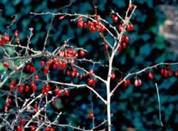 Picture of Japanese Barberry (Berberis thunbergii var. atropurpurea) red fruit. Picture of Japanese Barberry (Berberis thunbergii var. atropurpurea) red fruit.