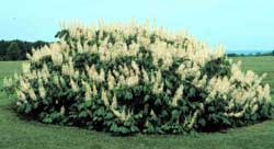 Picture Bottlebrush Buckeye form with flowers.