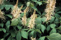 Picture Bottlebrush Buckeye leaf and flowers.