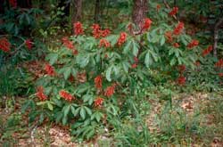 Picture Red Buckeye form with flowers. Picture Red Buckeye form with flowers.
