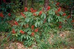 Picture Red Buckeye form with flowers.