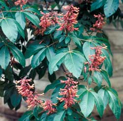 Picture Red Buckeye leaf and flowers.
