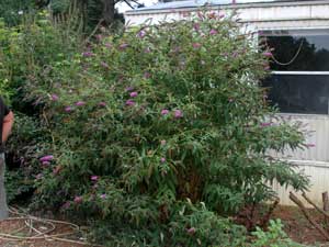 Picture of Butterfly Bush (Buddleia davidii) shrub.