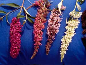 Picture closeup of four Butterfly Bush (Buddleia davidii) flower samples ranging from deep pink to almost white.