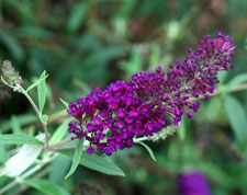 Picture closeup of Butterfly Bush flower structure.