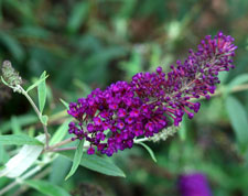 Picture closeup of Butterfly Bush flower structure. Picture closeup of Butterfly Bush flower structure.