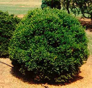 Picture of Littleleaf Boxwood (Buxus microphylla) shrub form.