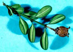 Picture closeup of Littleleaf Boxwood (Buxus microphylla) leaves and fruit.