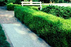 Picture of Littleleaf Boxwood (Buxus microphylla) hedge in formal garden.