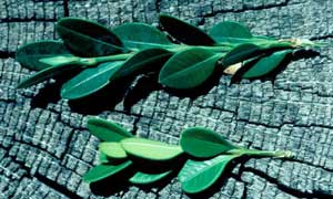 Picture of Littleleaf Boxwood (Buxus microphylla) branch with leaves showing smaller leaf size difference compared to Common Boxwood (Buxus sempervirens). Picture of Littleleaf Boxwood (Buxus microphylla) branch with leaves showing smaller leaf size difference compared to Common Boxwood (Buxus sempervirens).