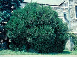Picture of Common Boxwood (Buxus sempervirens) shrub form.