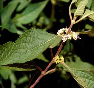 Picture closeup of American Beautyberry (Callicarpa americana) leaves and tiny white flowers.