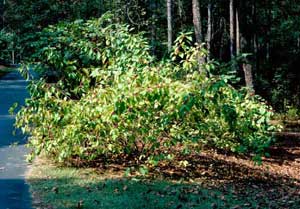 Picture of American Beautyberry (Callicarpa americana) shrub form.