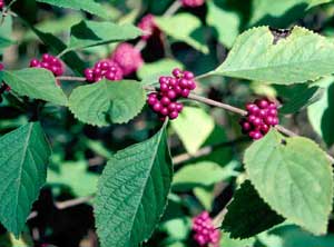 Picture closeup of American Beautyberry (Callicarpa americana) magenta fruit berry clusters and leaves.