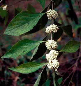 Picture closeup of American Beautyberry (Callicarpa americana) 'Lactea' white fruit berry clusters and leaves.