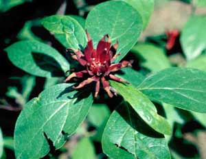 Picture closeup of Common Sweetshrub (Calycanthus floridus) leaf and dark red flowers.