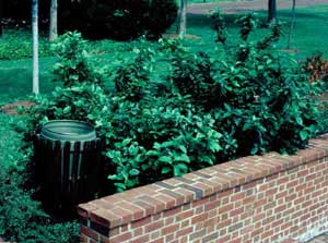 Picture of Common Sweetshrub (Calycanthus floridus) shrub form.