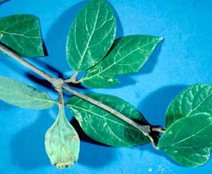 Picture closeup of Common Sweetshrub (Calycanthus floridus) leaves and immature fruit.