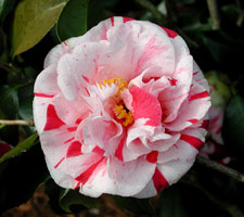 Picture of a pink and white variegated Japanese camellia flower.