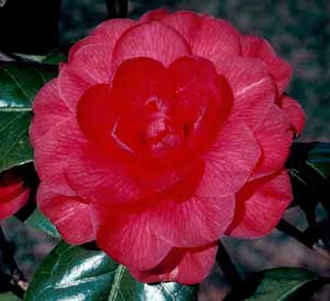 Picture closeup of Japanese Camellia (Camellia japonica) red double flower structure.