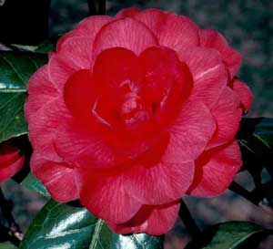 Picture closeup of Japanese Camellia (Camellia japonica) red double flower structure. Picture closeup of Japanese Camellia (Camellia japonica) red double flower structure.