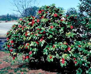 Picture of Japanese Camellia (Camellia japonica) shrub form with red flowers.