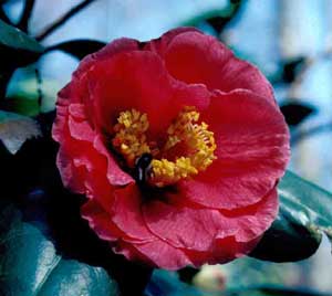 Picture closeup of Japanese Camellia (Camellia japonica) red flower structure.