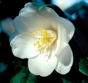 Picture closeup of Japanese Camellia (Camellia japonica) white flower structure.