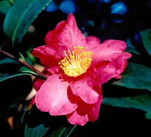 Picture closeup of Sasanqua Camellia (Camellia sasanqua) red flower structure.
