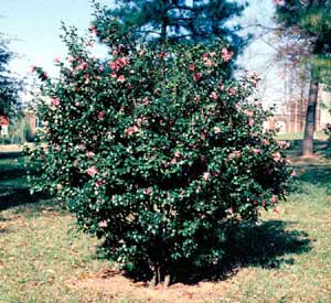 Picture of Sasanqua Camellia (Camellia sasanqua) shrub form with pink flowers.