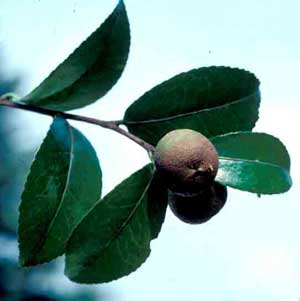 Picture closeup of Sasanqua Camellia (Camellia sasanqua) fruit.