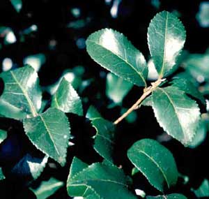 Picture closeup of Sasanqua Camellia (Camellia sasanqua) green leaf structure.