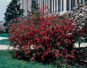 Picture of Japanese Floweringquince (Chaenomeles japonica) shrub form with dark redish flowers.