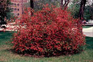 Picture of Japanese Floweringquince (Chaenomeles japonica) shrub form with coral colored flowers.