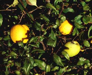 Picture closeup of Japanese Floweringquince (Chaenomeles japonica) leaves and yellow fruit.