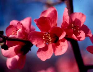 Picture closeup of Japanese Floweringquince (Chaenomeles japonica) coral flower structure. Picture closeup of Japanese Floweringquince (Chaenomeles japonica) coral flower structure.