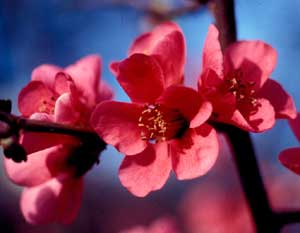 Picture closeup of Japanese Floweringquince (Chaenomeles japonica) coral flower structure.