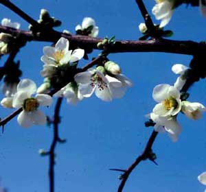 Picture closeup of Japanese Floweringquince (Chaenomeles japonica) white flowers.