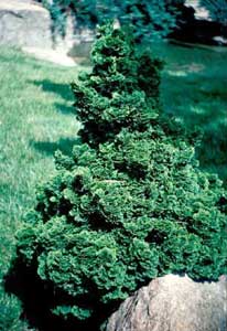 Picture of Hinoki Falsecypress (Chamaecyparis obtusa 'Nana Gracilis') shrub form.