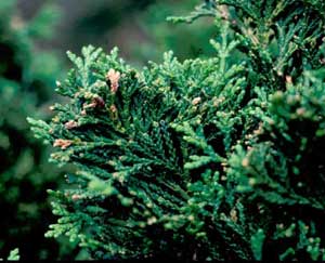 Picture closeup of Hinoki Falsecypress (Chamaecyparis obtusa 'Nana Gracilis') leaf structure.