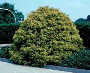 Picture of Japanese False Cypress (Chamaecyparis pisifera 'Filifera Aurea') form showing 'Golden' hues in foliage.