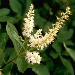 Picture closeup of Summersweet Clethra (Clethra alnifolia) white flower structure.