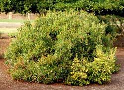 Picture of Summersweet Clethra (Clethra alnifolia) shrub form. Picture of Summersweet Clethra (Clethra alnifolia) shrub form.
