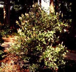 Picture of Summersweet Clethra (Clethra alnifolia) shrub form with white flowers. Picture of Summersweet Clethra (Clethra alnifolia) shrub form with white flowers.