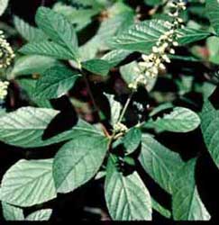 Picture closeup of Summersweet Clethra (Clethra alnifolia) leaf structure and early flower structure.