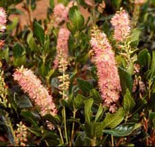 Picture closeup of Summersweet Clethra (Clethra alnifolia 'Red Spice') reddish flowers.