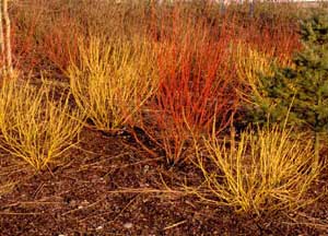 Picture of Red Osier Dogwood (Cornus sericea [f. stolonifera] ) 'Flaviramea' cultivar's bright yellow and orange twigs.