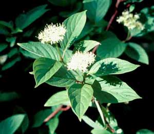 Picture closeup of Red Osier Dogwood (Cornus sericea [f. stolonifera] ) green leaf and white flower structures.