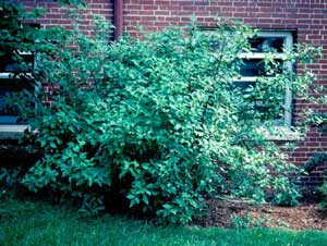 Picture of Red Osier Dogwood (Cornus sericea [f. stolonifera] ) shrub form.